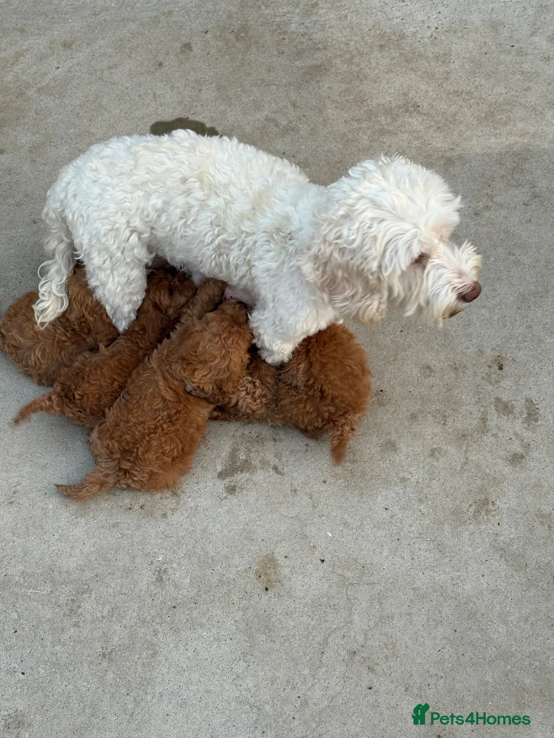 Cockapoo dogs for sale: Cockapoo in King's Lynn - Advert 15
