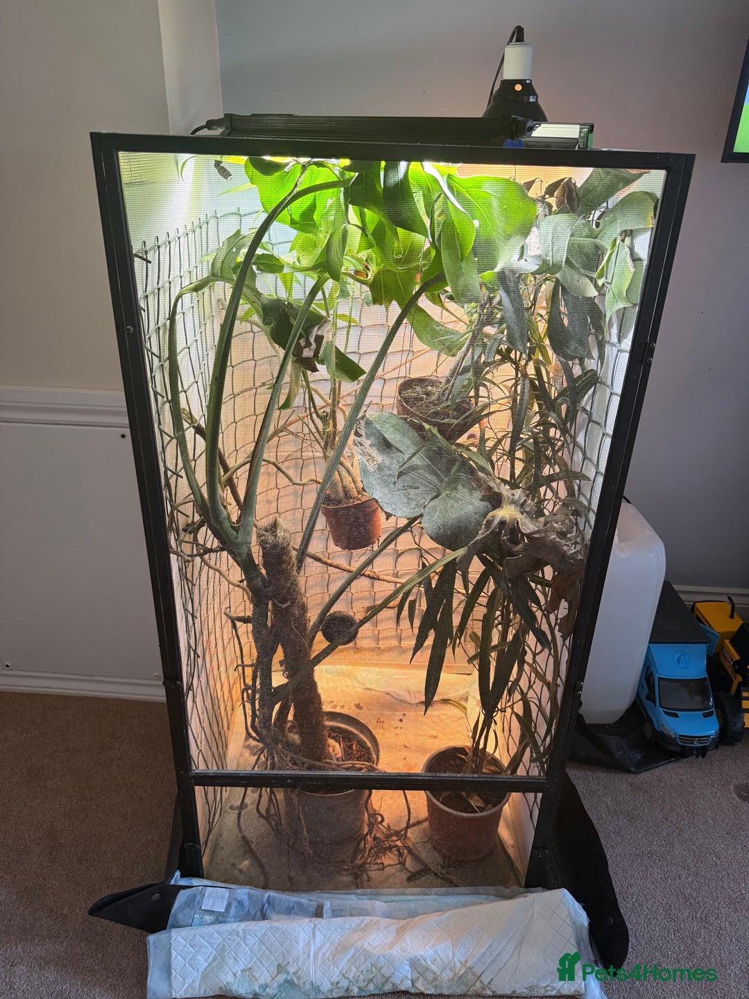 Chameleon reptiles for sale: Male Ambilobe Juvenile Chameleon and set up - Advert 4