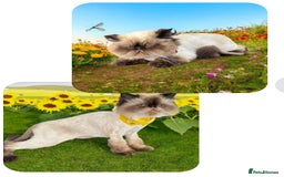 Himalayan cats for sale: Himalayan Persian Kitten in Romford - Image 8