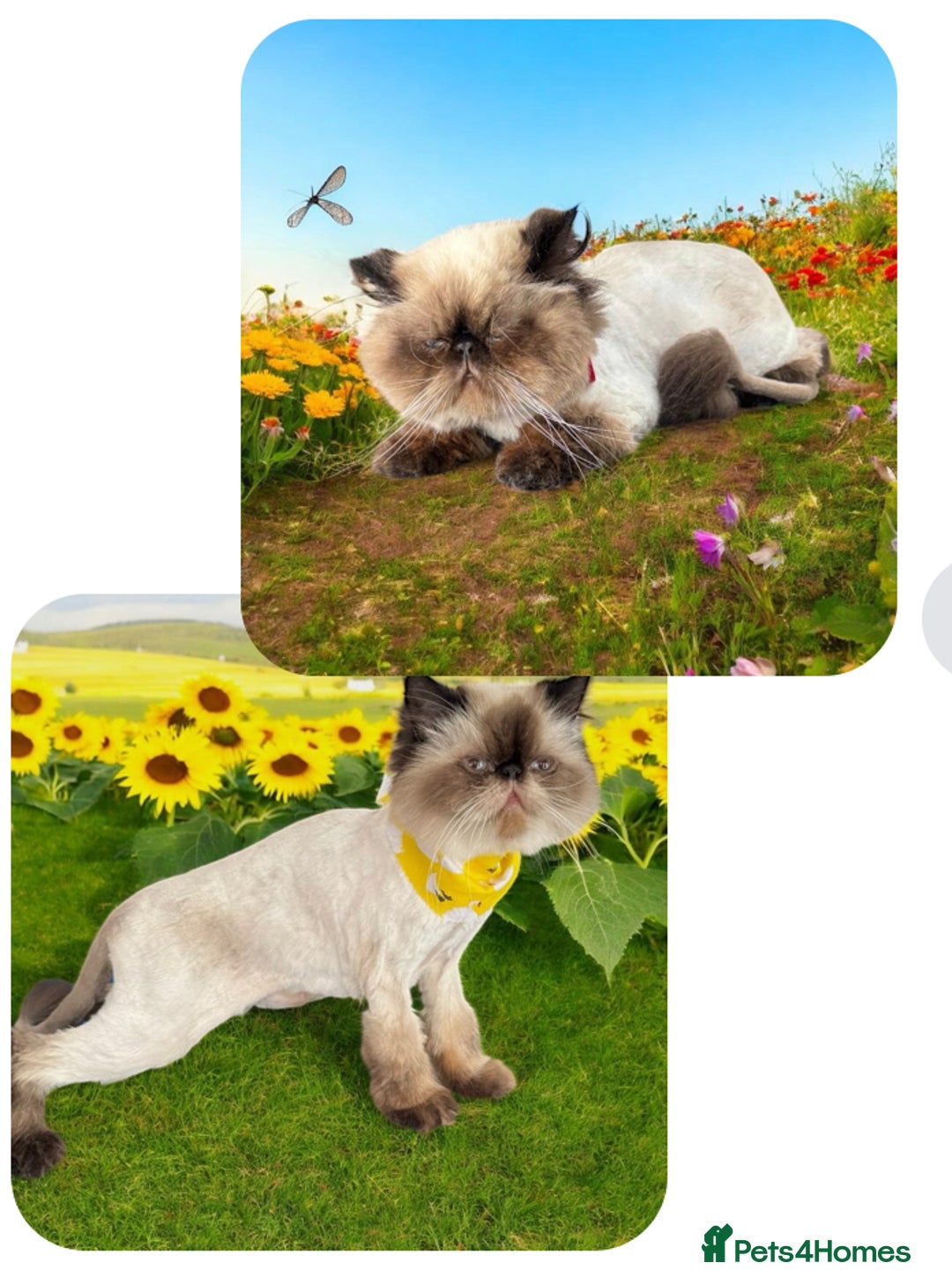 Himalayan cats for sale: Himalayan Persian Kitten in Romford - Image 8