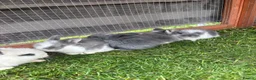 Lionhead rabbits for sale: Mini lion head rabbits  in Derby - Advert 5