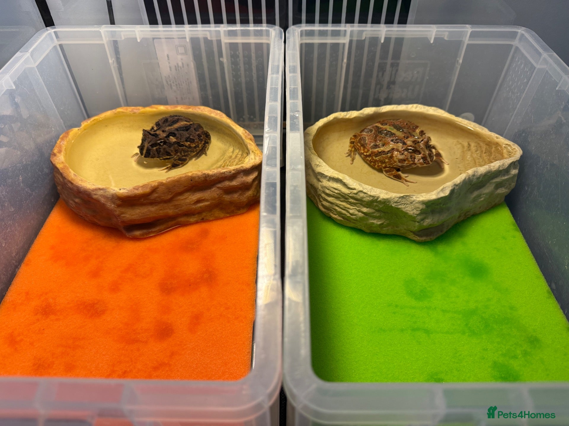 Lizard reptiles Two Healthy Pacman Frogs (Horned Frogs) – £20 Each - Advert 16