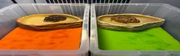 Lizard reptiles for sale: Two Healthy Pacman Frogs (Horned Frogs) – £20 Each - Advert 1