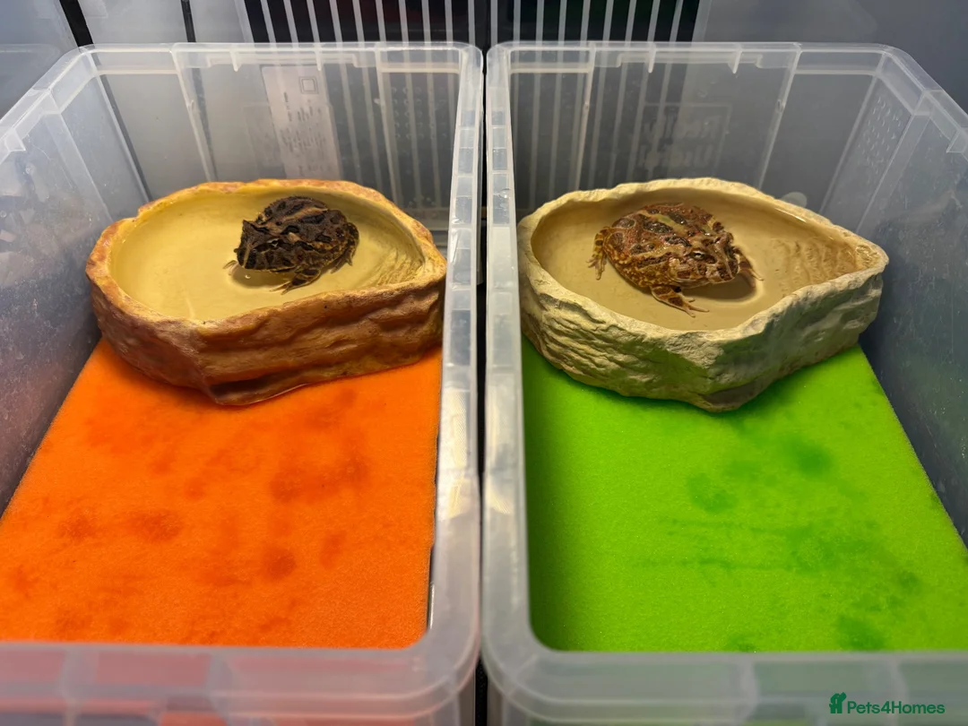 Lizard reptiles for sale: Two Healthy Pacman Frogs (Horned Frogs) – £20 Each - Advert 1