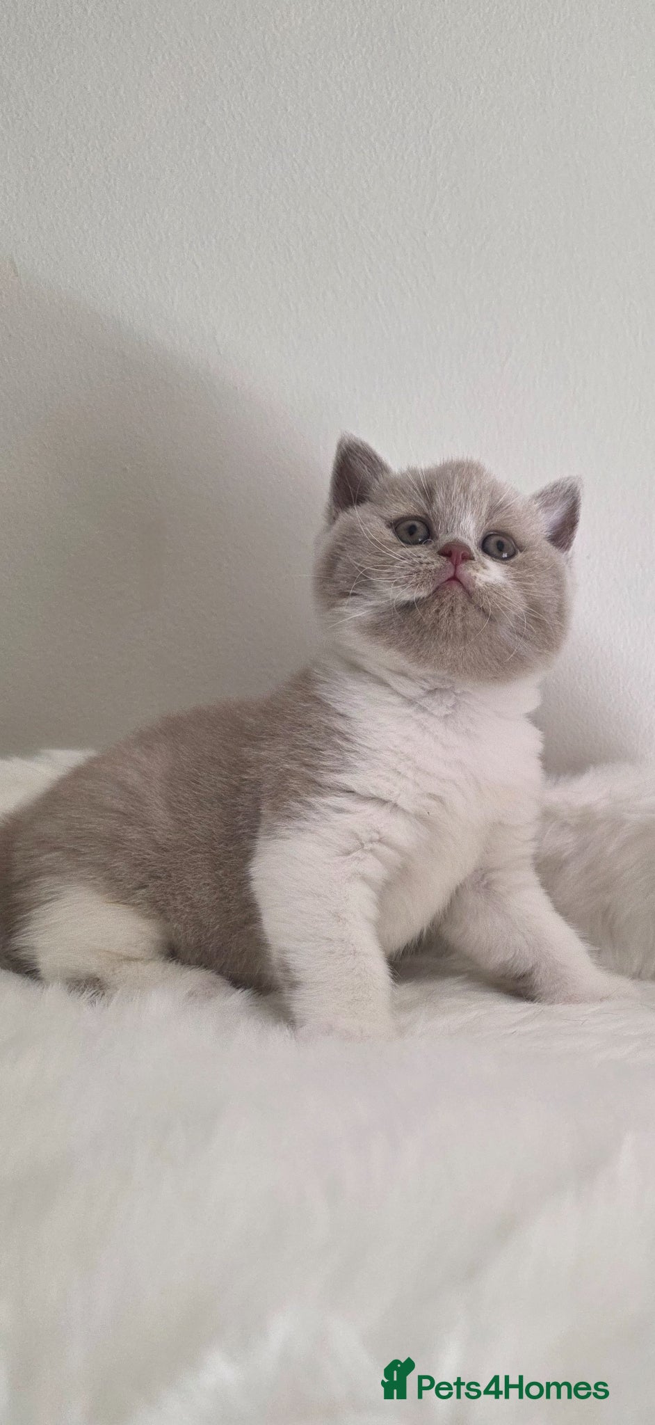British Shorthair cats Exceptional Champion🏆 British Shorthair kitten - Advert 2