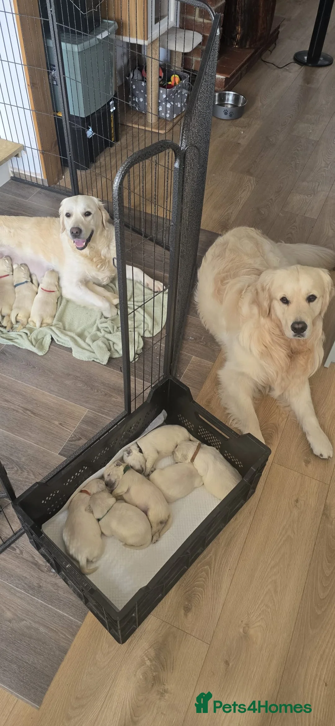 Golden Retriever dogs for stud: KC Golden Retriever for Stud - Advert 2