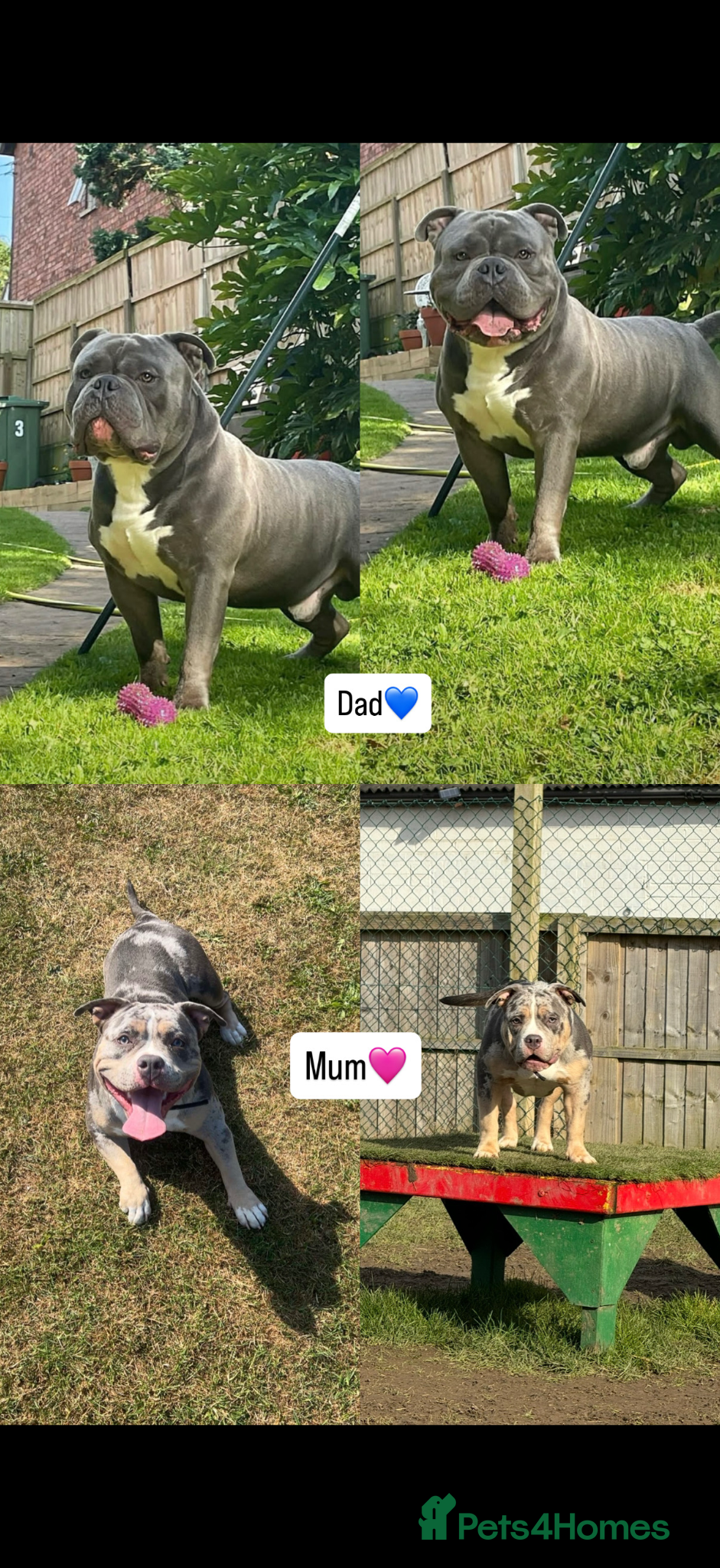 American Bulldog dogs 2 male beautiful pocket bully’s  - Advert 10