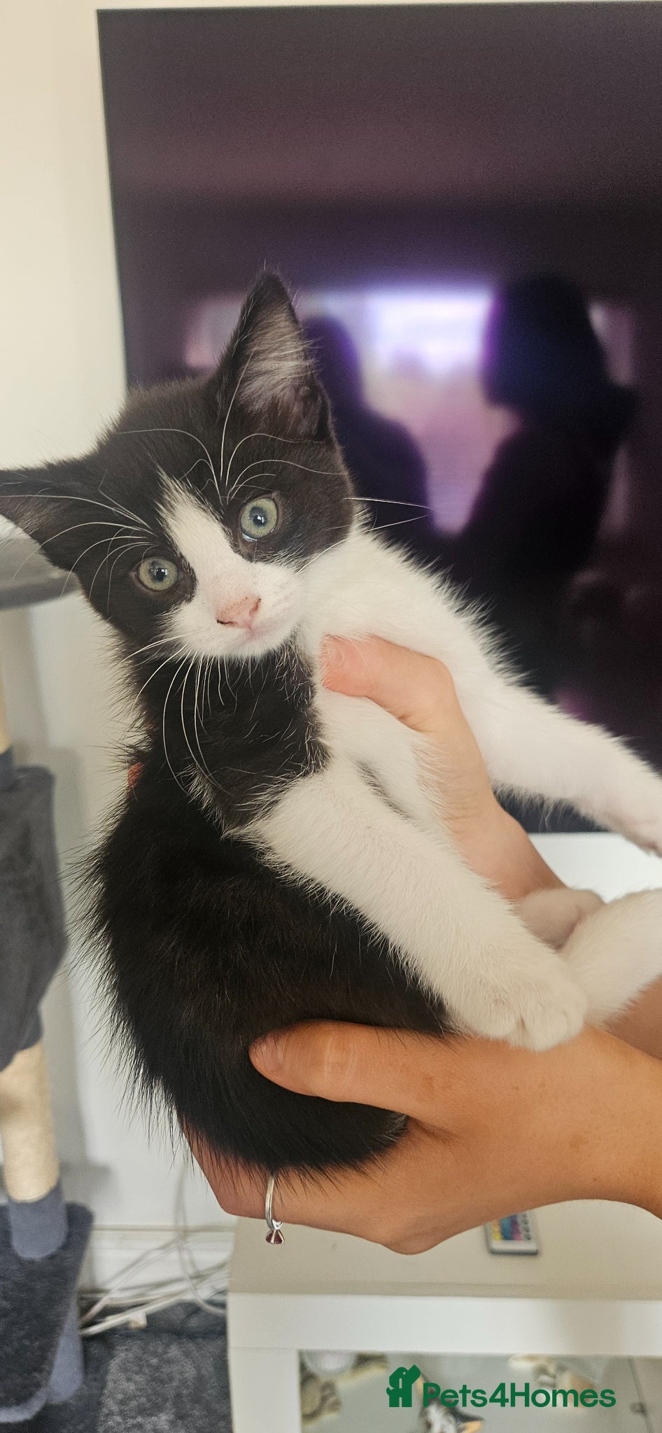 Mixed Breed cats ***LAST 2*** 1/4 ragdoll kittens - Advert 19