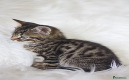 Mixed Breed cats for sale: 3 Happy Healthy Kittens - Image 6