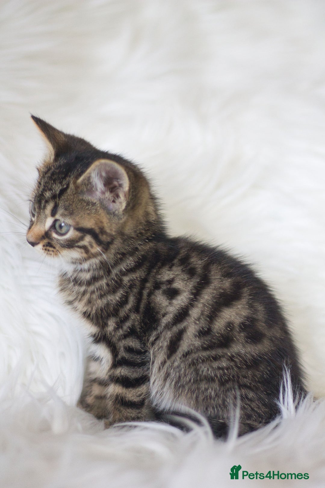 Mixed Breed cats for sale: 3 Happy Healthy Kittens - Image 6