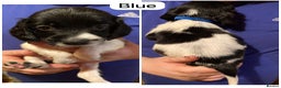 English Springer Spaniel dogs for sale: 6 Kc registered English springer spaniel pups  - Advert 21