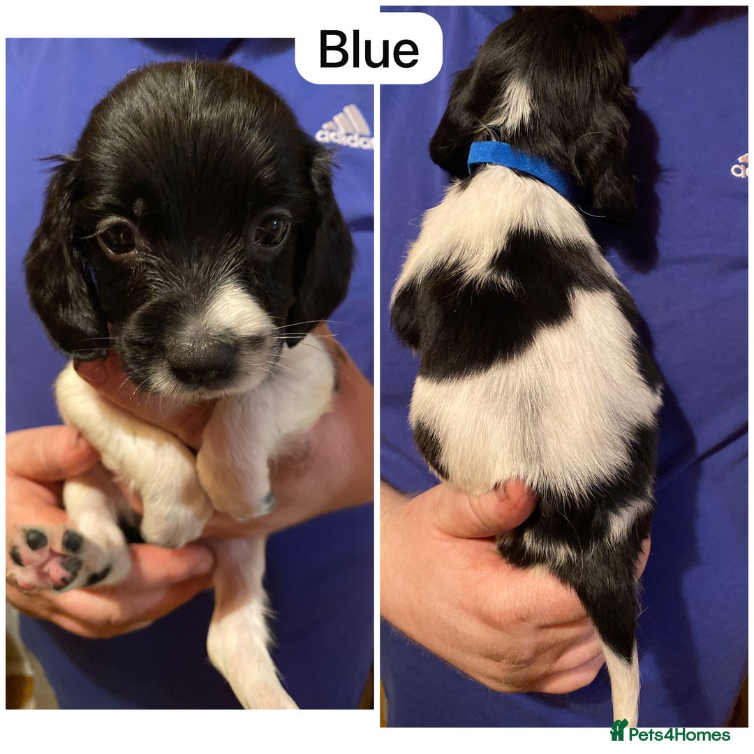 English Springer Spaniel dogs for sale: 6 Kc registered English springer spaniel pups  - Advert 21