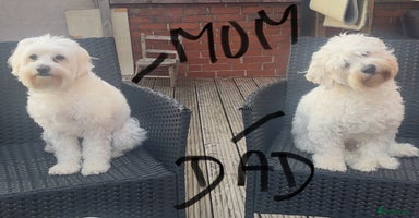 Maltese dogs 🐩 🏡 Beautiful maltese looking for new home 🏡🐩 - Advert 8