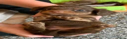 Miniature Dachshund dogs for sale: Just 2 long coat miniature dachshund puppies left - Advert 2