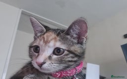 Mixed Breed cats for sale: Friendly kitten - Image 3