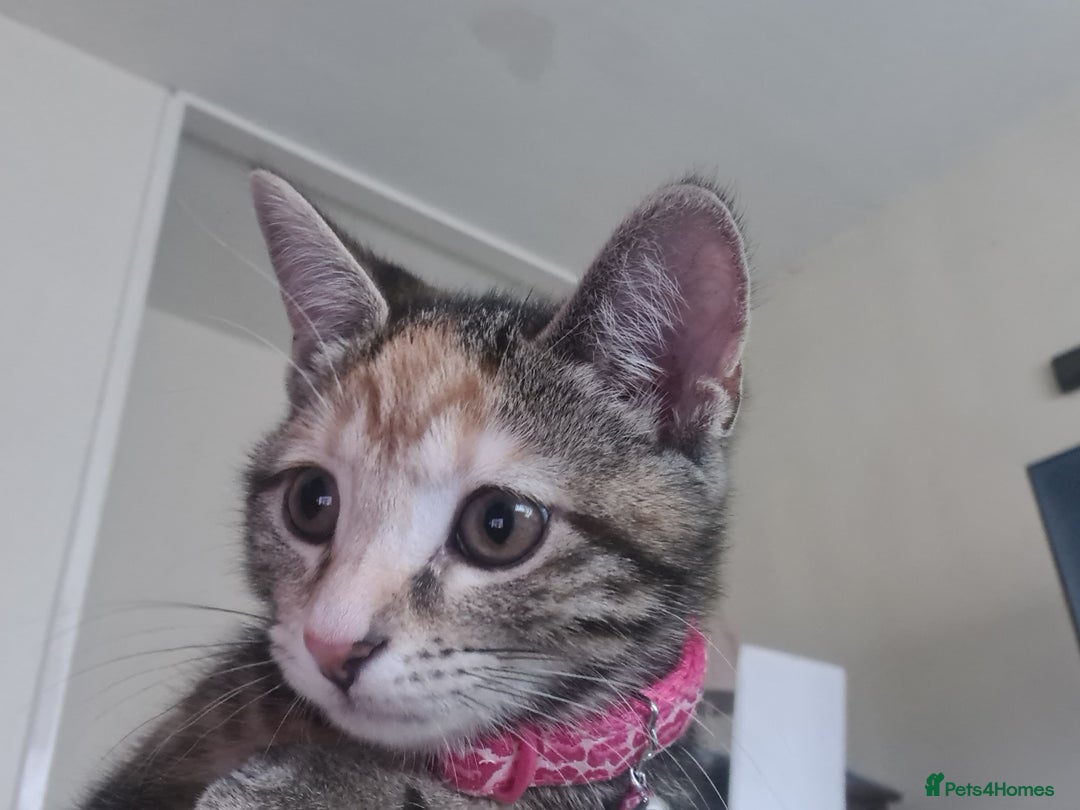 Mixed Breed cats for sale: Friendly kitten - Image 3
