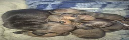 Dachshund dogs for sale: Dachshund puppies - Advert 4