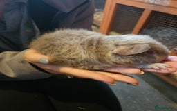 Guinea Pig rodents for sale: Mix of guinea pigs for sale  in Blackpool - Image 13