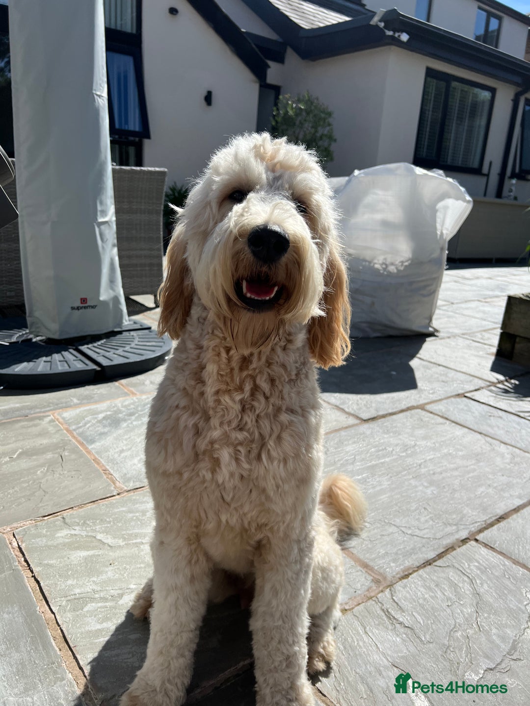 Mixed Breed dogs for sale: 🐾 🧸 *Ready Saturday* Beautiful Doodles 💕🐾 - Image 35