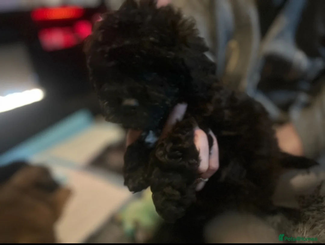 Cavapoo dogs for sale: Last 3 beautiful f1b Cavapoo - Advert 11