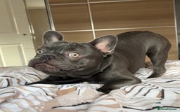 French Bulldog dogs for sale: 2 Year old Male FrenchBulldog - Image 2