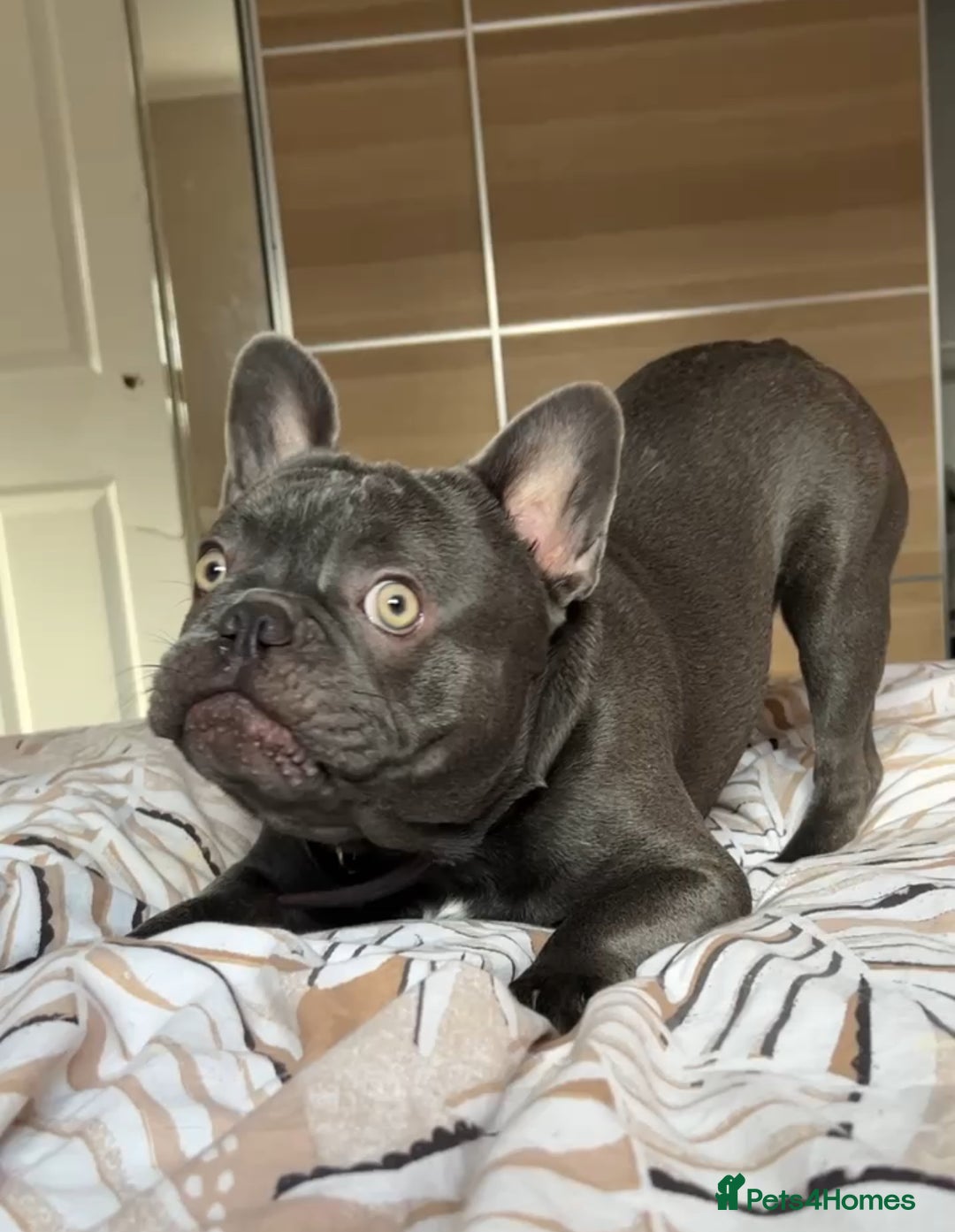 French Bulldog dogs for sale: 2 Year old Male FrenchBulldog - Image 2