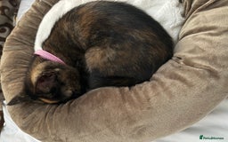 British Shorthair cats for sale: Kitten for sale - Image 3