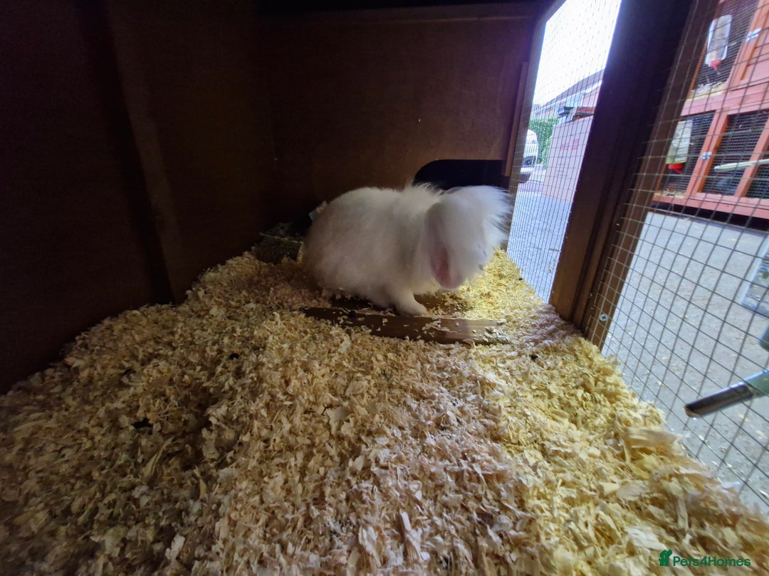Lionhead rabbits for sale: Little girl bunny looking for her new home  - Image 3