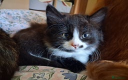 Mixed Breed cats for sale: Beautiful kittens - Advert 10