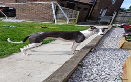 Mixed Breed dogs for sale: ❤️Beautiful whippet x greyhound puppies ❤️ - Image 2
