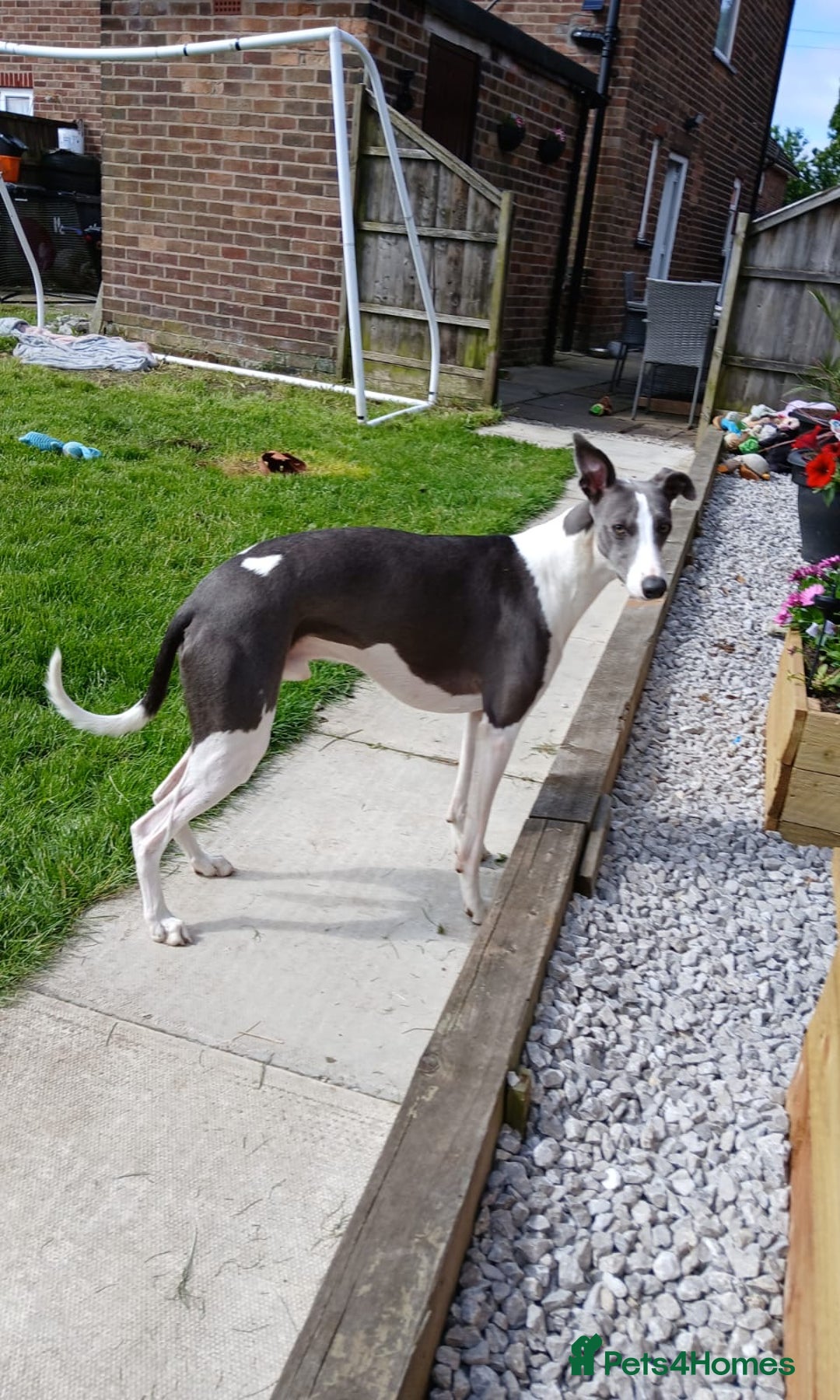 Mixed Breed dogs for sale: ❤️Beautiful whippet x greyhound puppies ❤️ - Image 2