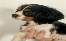 Cavalier King Charles Spaniel dogs for sale: K.C Registered Cavalier King Charles  in Bedford - Image 2