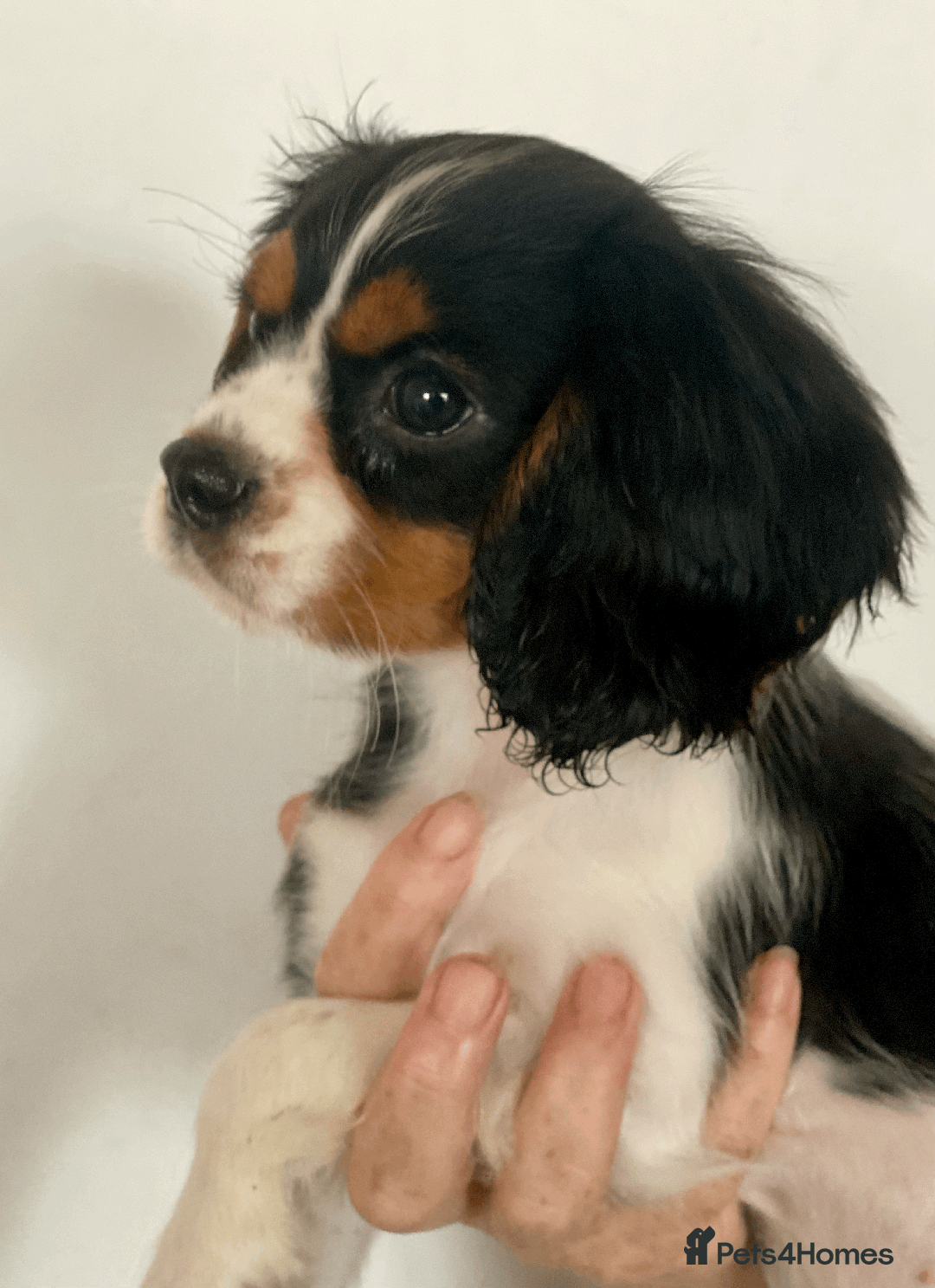 Cavalier King Charles Spaniel dogs for sale: K.C Registered Cavalier King Charles  in Bedford - Image 2