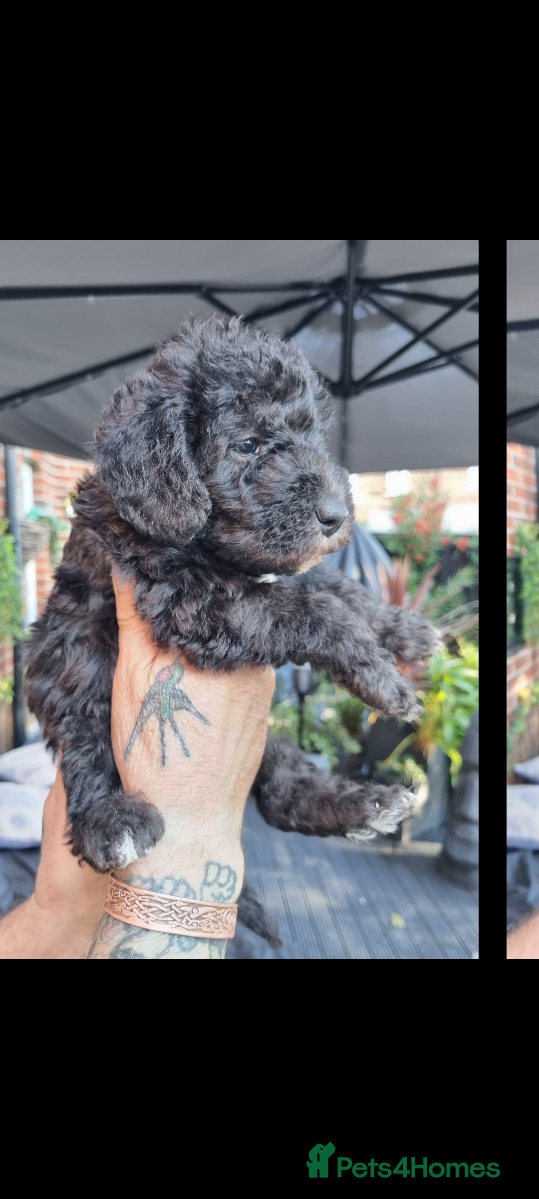 Bedlington Terrier dogs for sale: Bedlington terriers for sale  - Image 6