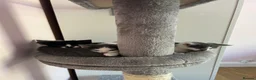 Mixed Breed cats for sale: Kittens for sale  in Bathgate - Advert 3