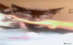 British Shorthair cats for sale: Cats for sale - Image 7