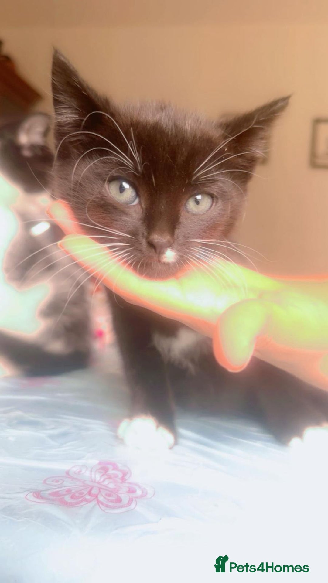 British Shorthair cats for sale: Cats for sale - Image 7