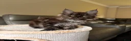 Maine Coon cats for sale: Ready Now TICA Registered Maine Coon Kittens - Advert 4