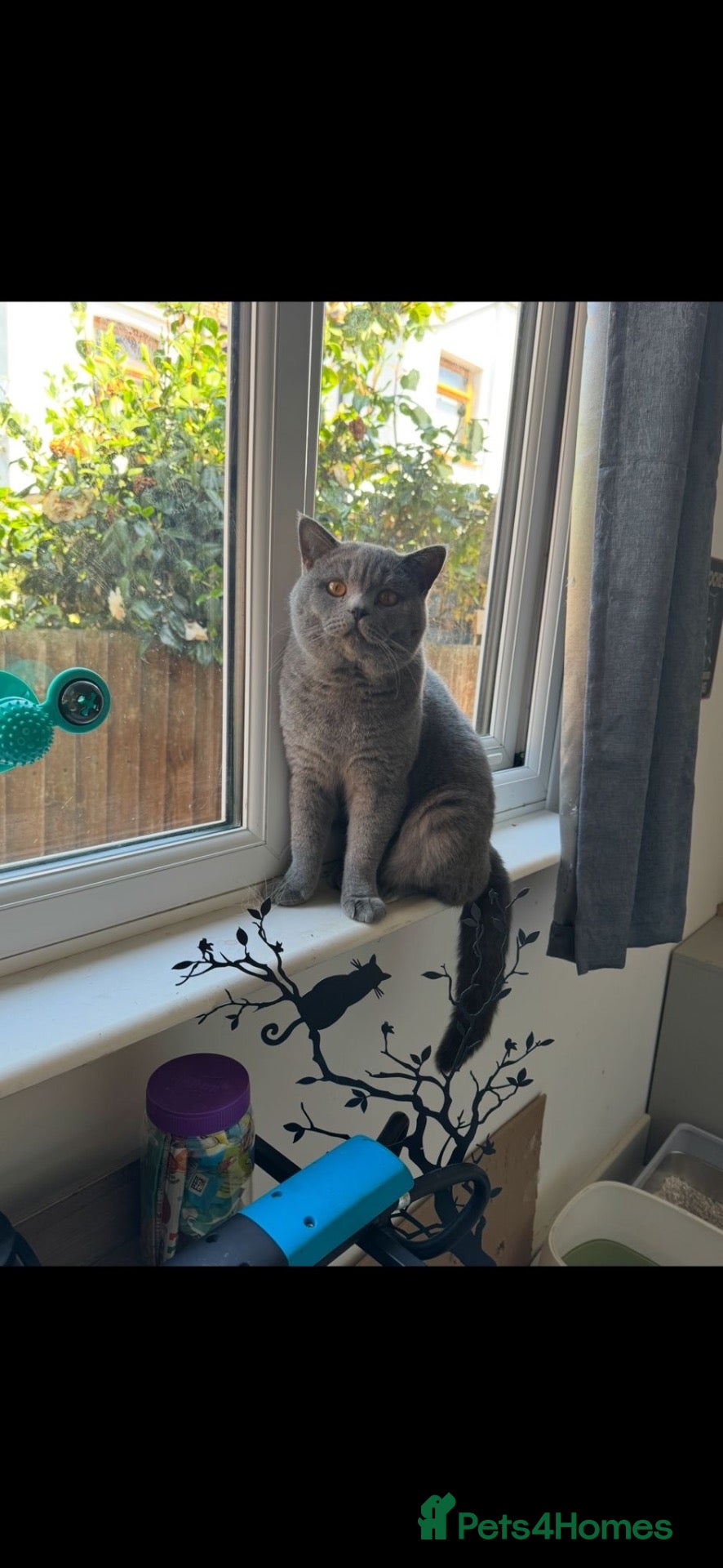 British Shorthair cats chunky big boy - Advert 1