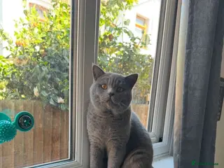British Shorthair cats chunky big boy - Advert 5