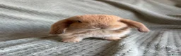 Mini Lop rabbits for sale: Mini lop babies  - Advert 11