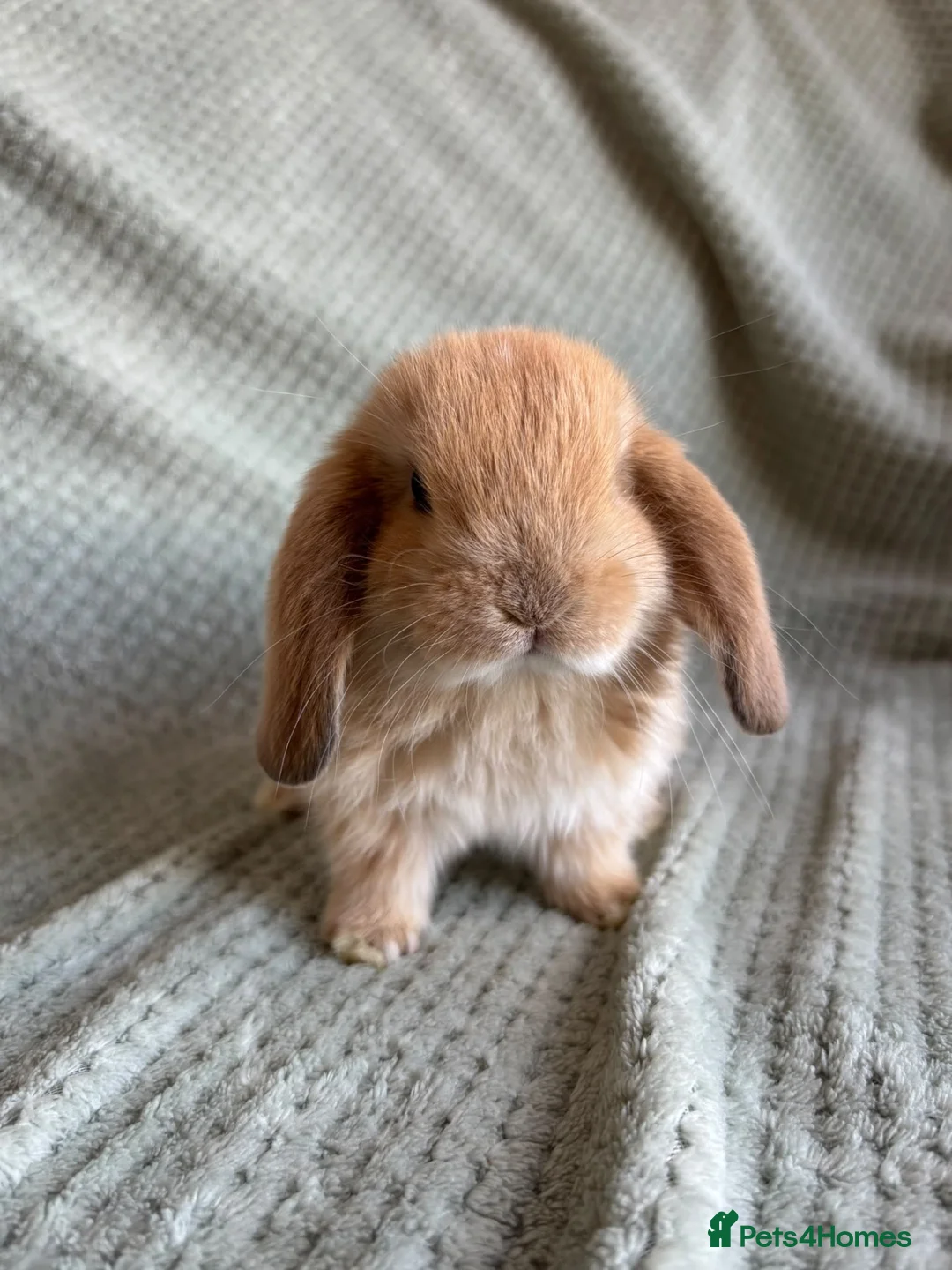 Mini Lop rabbits for sale: Mini lop babies  - Advert 11