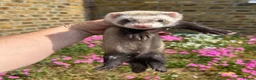 Ferret rodents for sale: Ferret kits  - Advert 8