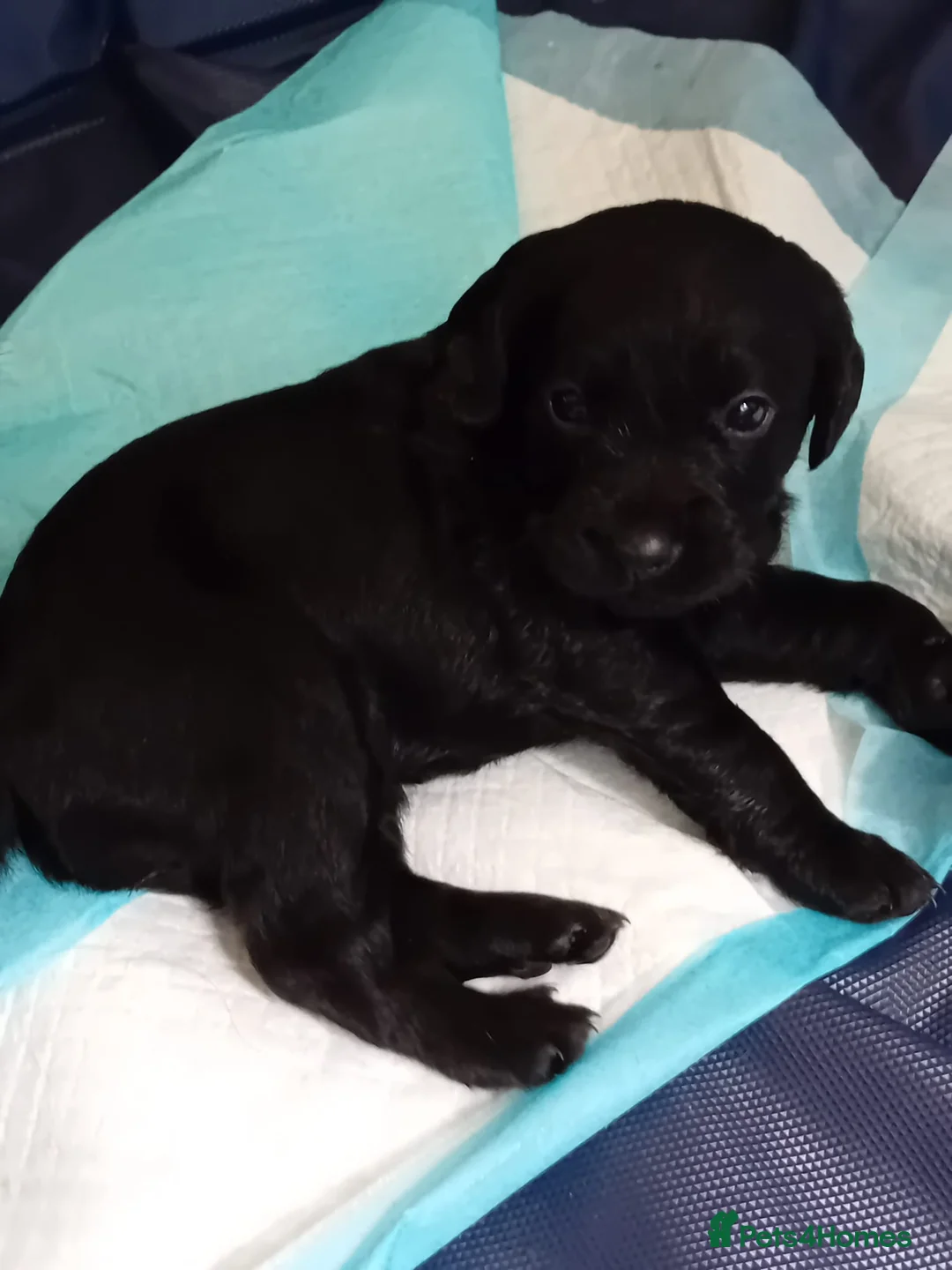 Cockerdor dogs for sale: ******Stunning cockedors****** - Advert 1