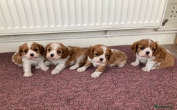 Cavalier King Charles Spaniel dogs for sale: Super KC blenheim pups - health tested parents - Image 1