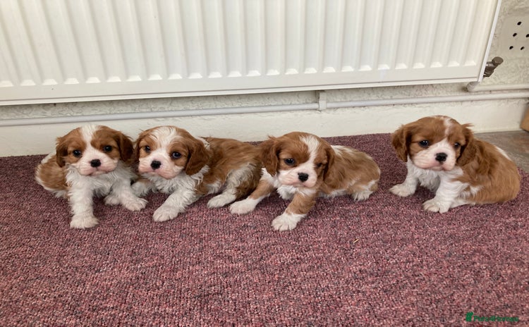 Cavalier King Charles Spaniel dogs - Advert 1