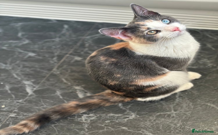 Domestic Shorthair cats - Advert 1