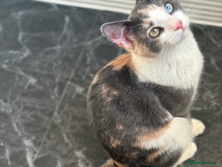 Domestic Shorthair cats for sale - Advert 1