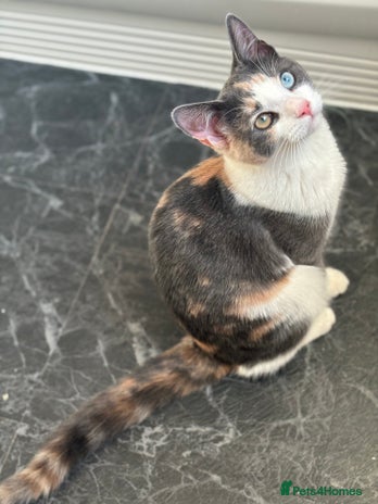 Domestic Shorthair cats - Advert 1