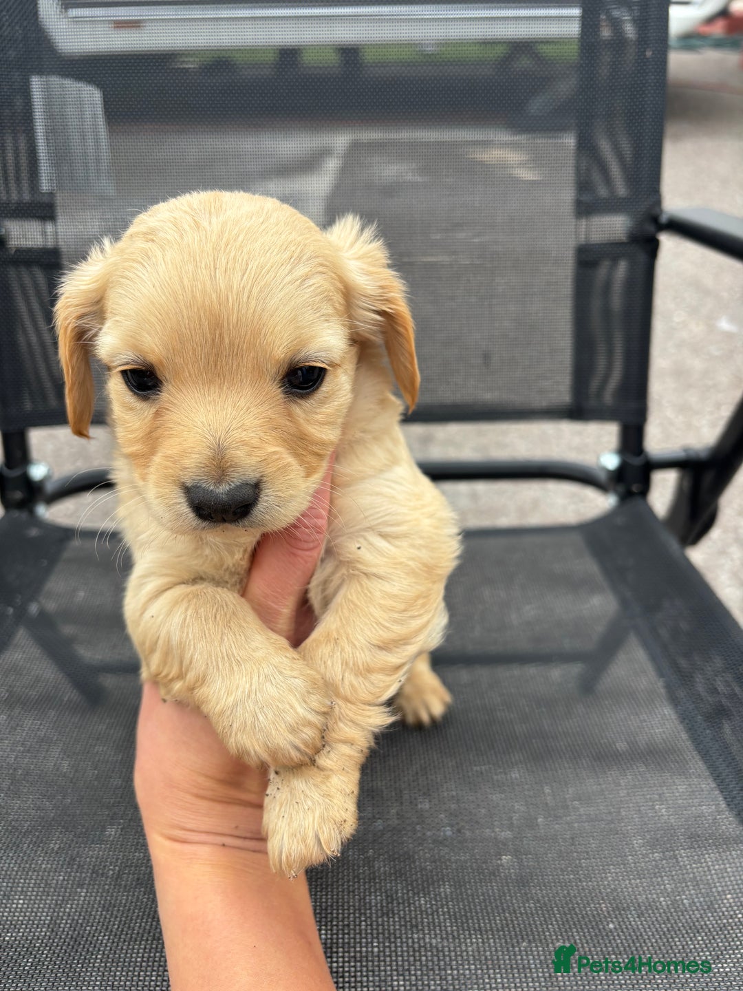 King Charles Spaniel dogs for sale: King Charles spaniel puppy’s  - Image 2